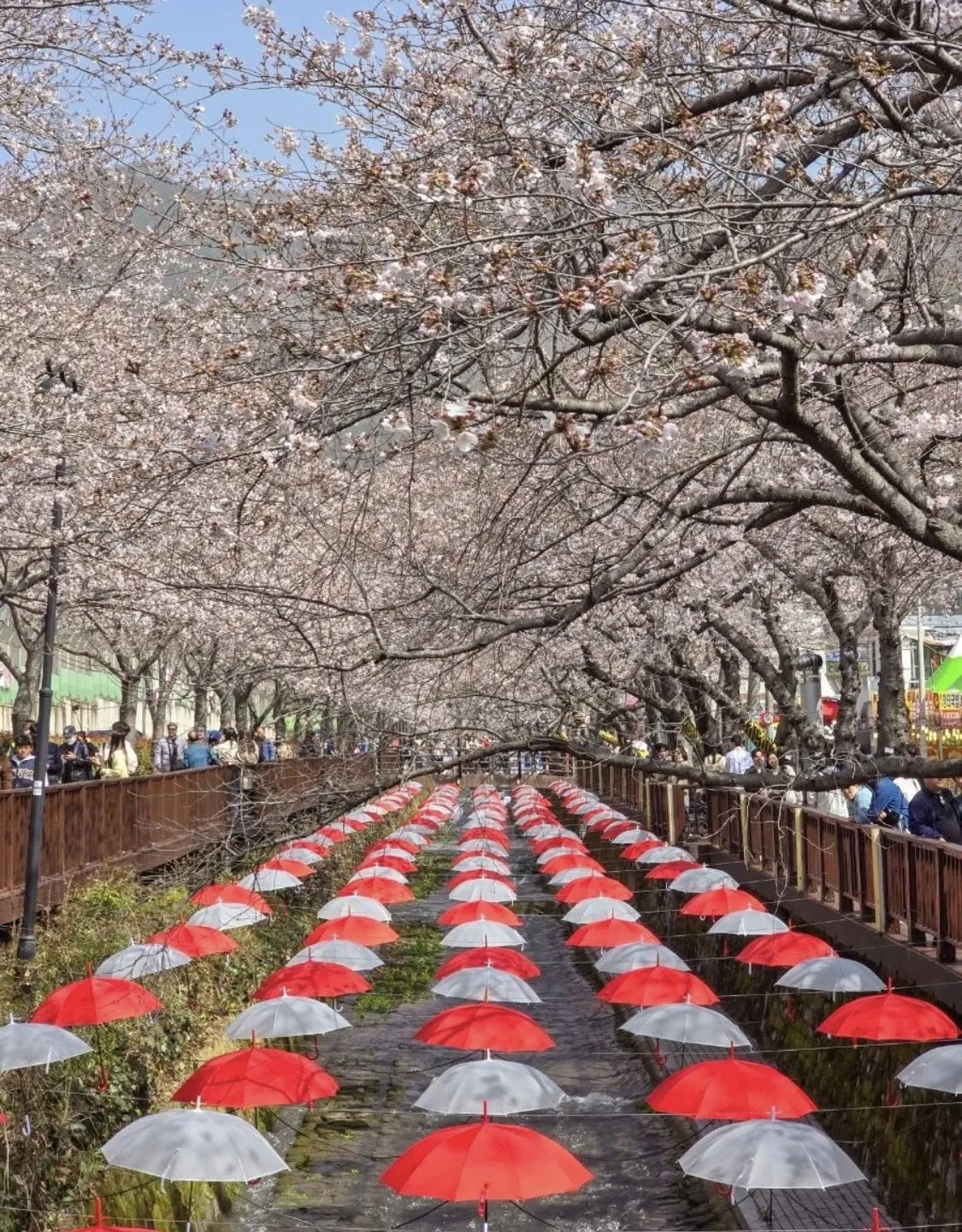Jinhae Gunhangje - Lạc bước giữa lễ hội hoa anh đào lớn nhất hành tinh tại Changwon