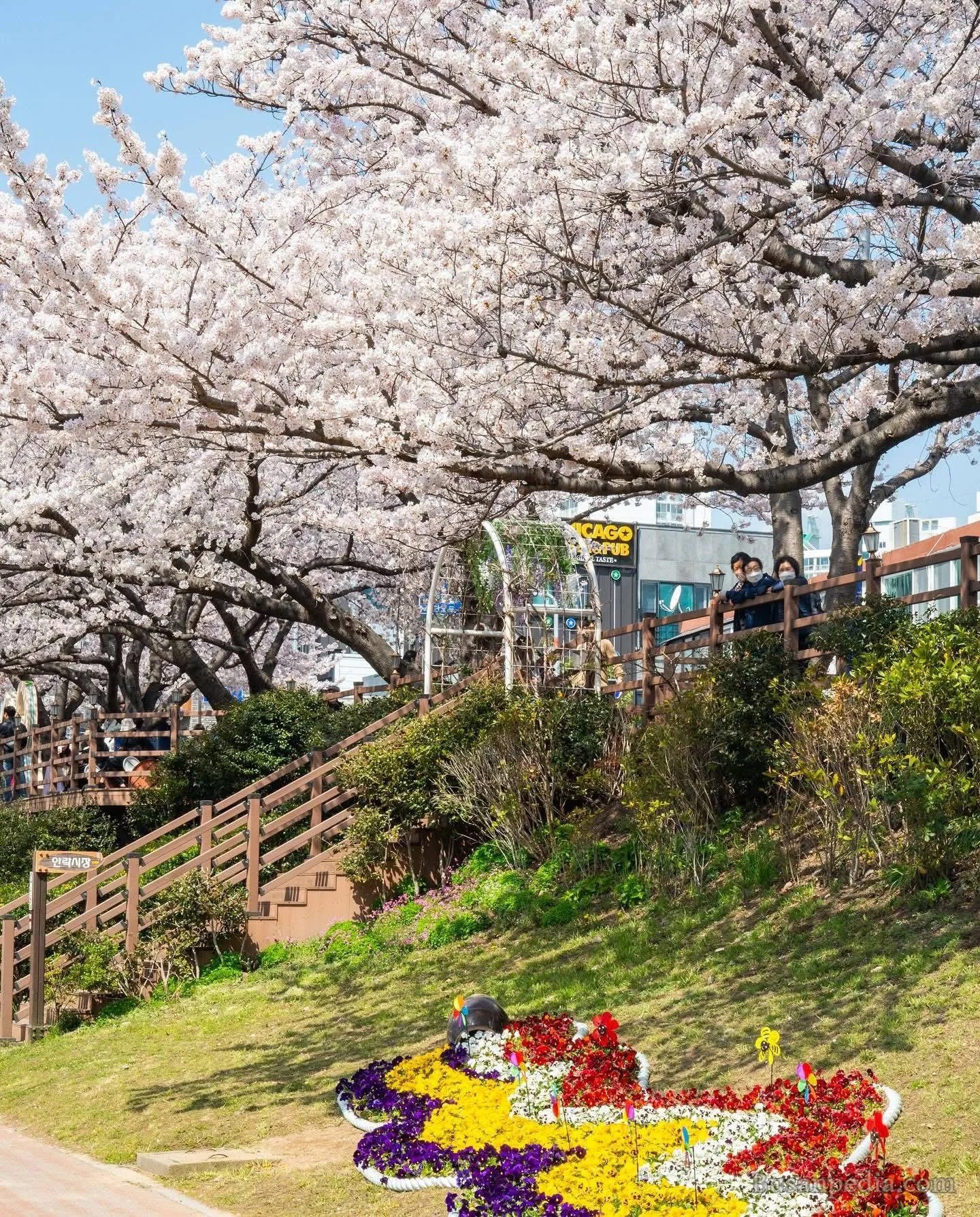 Oncheoncheon stream – "Con đường mơ mộng" và khu phố cà phê gây thương nhớ tại Busan