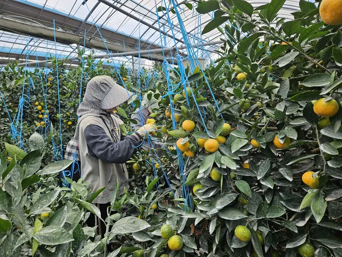 “Nói Không Với Trung Quốc”: Nga Bất Ngờ ‘Nghiện’ Quýt Jeju, Nhập Một Nửa Sản Lượng Xuất Khẩu