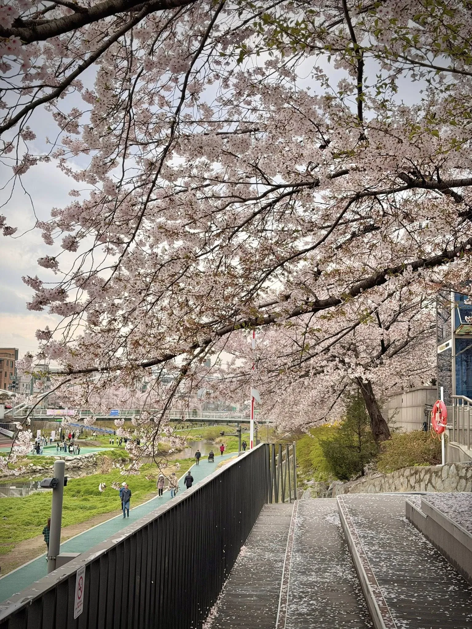 Hoa anh đào ở ga Jeungsan - góc khuất anh đào bình yên giữa lòng Seoul nhộn nhịp ven suối Bulkwangcheon