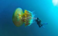 Du khách bị sứa độc chích nhập viện tại bãi biển Jeju - Cẩn thận khi mùa hè đến