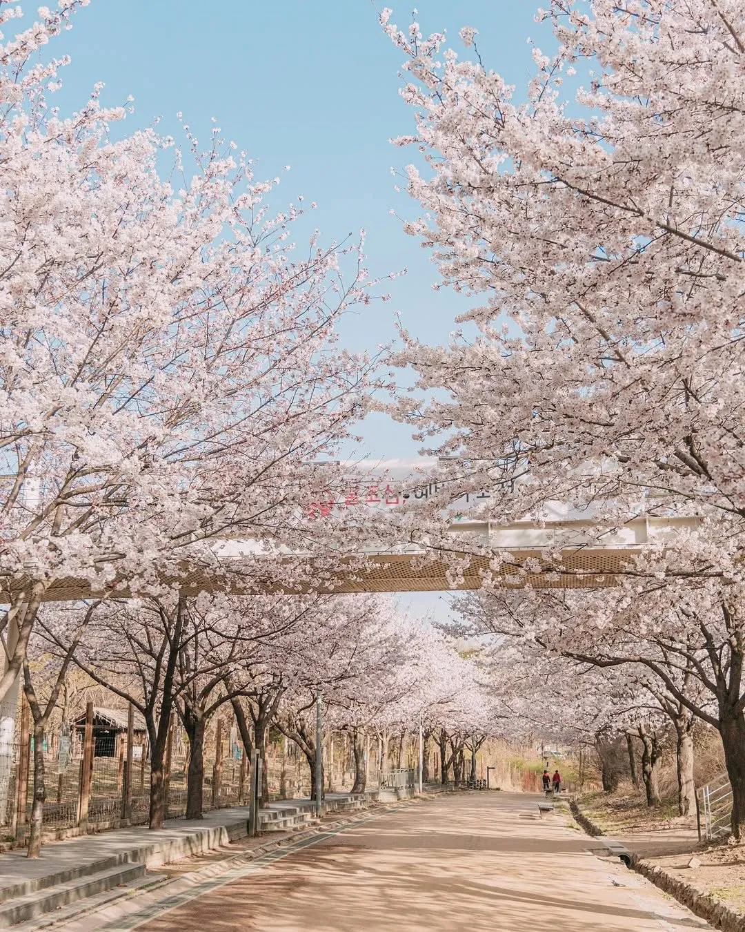 Ngắm hoa đào ở Seoul Forest: Lạc vào thiên đường hoa anh đào và tulip rực rỡ giữa lòng thủ đô 🌸🌷✨