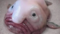 Loài cá xấu xí nhất thế giới đây nè mọi người 🐟