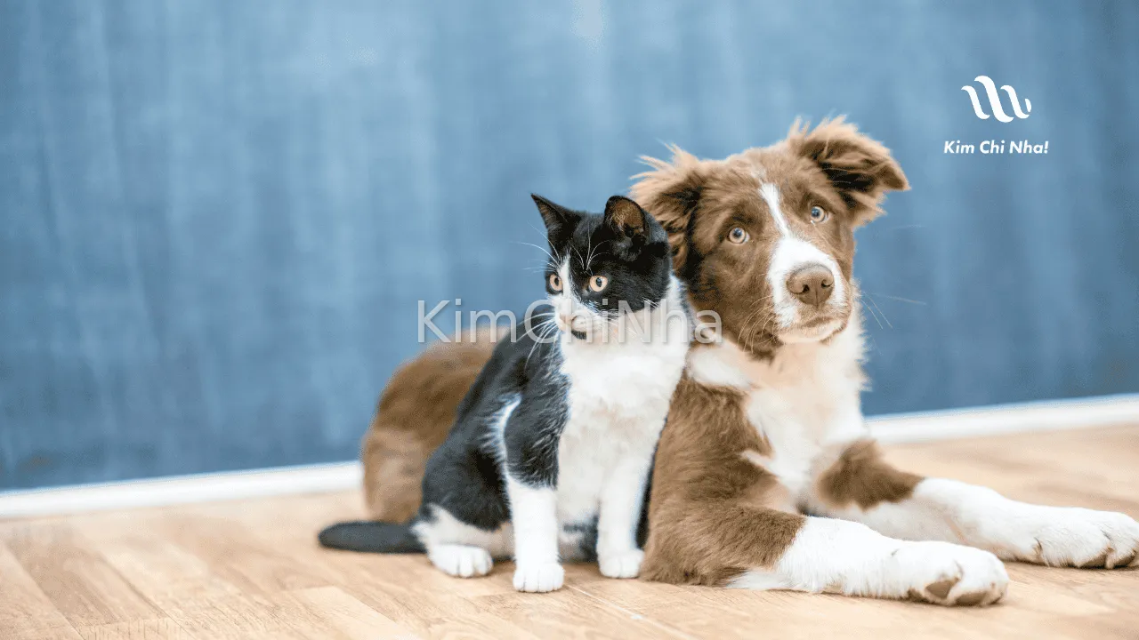 Bùng nổ thị trường bảo hiểm thú cưng Petfam chính thức có công ty bảo hiểm riêng