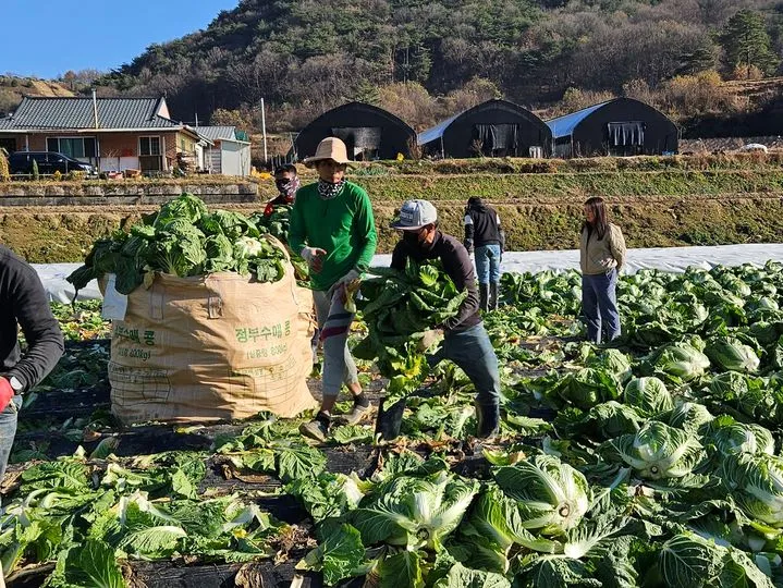 Không tham gia bảo hiểm bắt buộc cho lao động thời vụ nước ngoài có thể bị phạt tới 5 triệu won, tập trung hướng dẫn trong 1 năm
