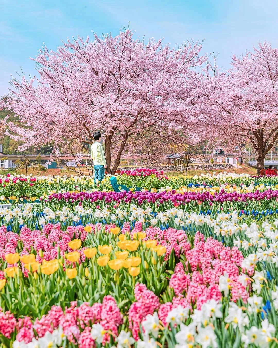 Du xuân Suncheonman National Garden – Khoảng xanh xinh đẹp rực rỡ nhất khu vực Jeonnam