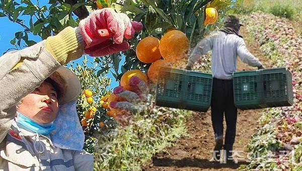 Jeju: 800 người rời đi nhưng số lao động nước ngoài vẫn tăng, nghịch lý từ làn sóng xin tị nạn