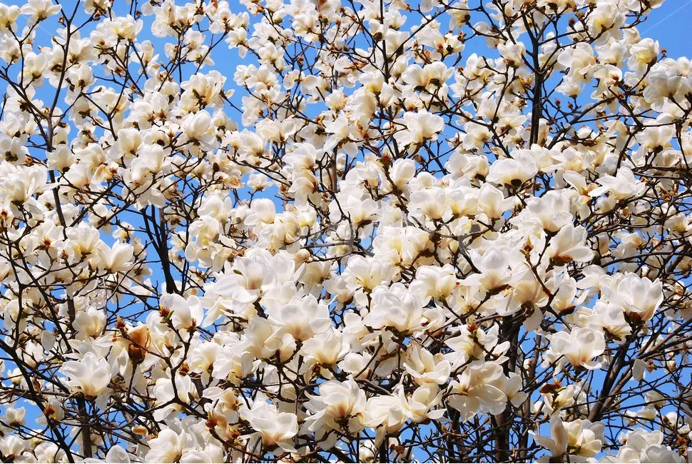 Hoa Mộc Lan: Sắc trắng thanh cao mở màn cho mùa xuân rực rỡ tại Gyeongnam trắng muốt ✨🌸