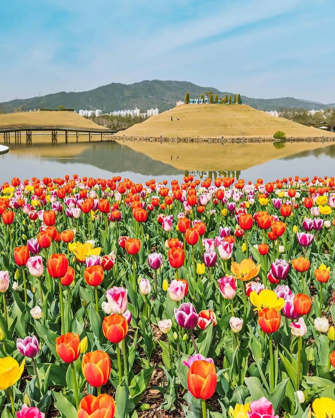 Du xuân Suncheonman National Garden – Khoảng xanh xinh đẹp rực rỡ nhất khu vực Jeonnam