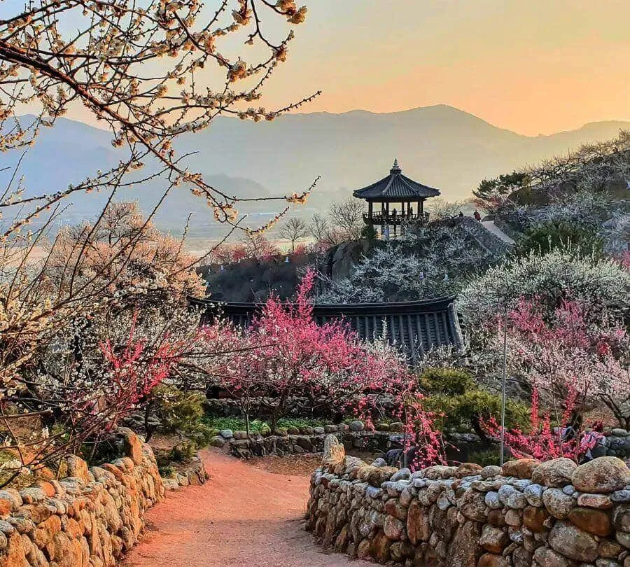 Lễ hội Hoa Mơ Gwangyang 2026: Bản giao hưởng đầu xuân trên triền núi 🌸