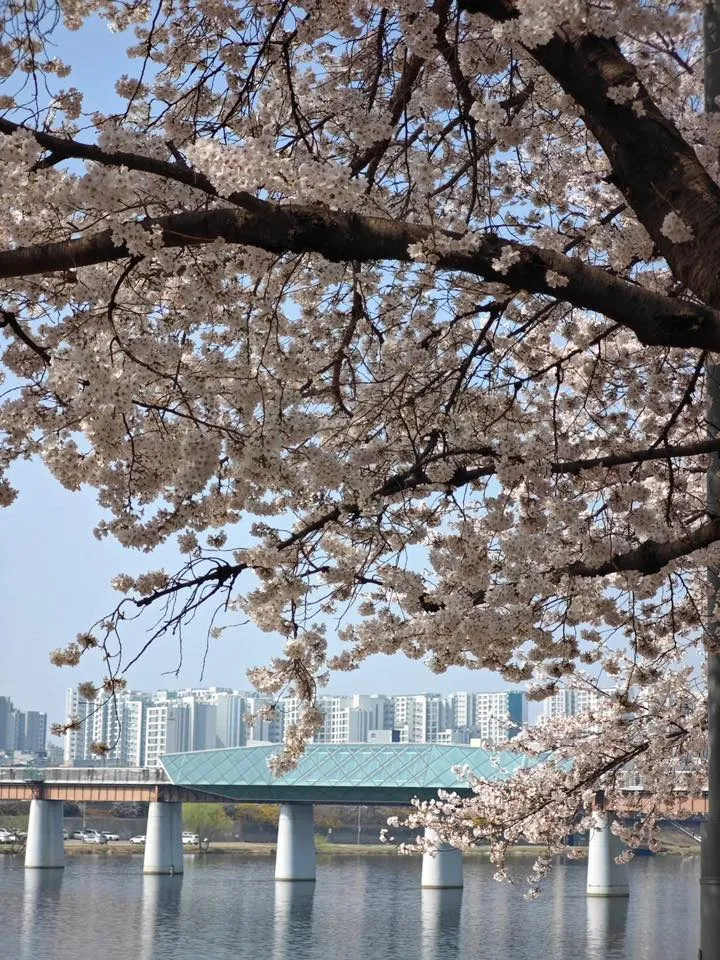 Cầu Ayang Daegu - nơi hoa đào bung nở rực rỡ soi bóng dòng sông Geumho