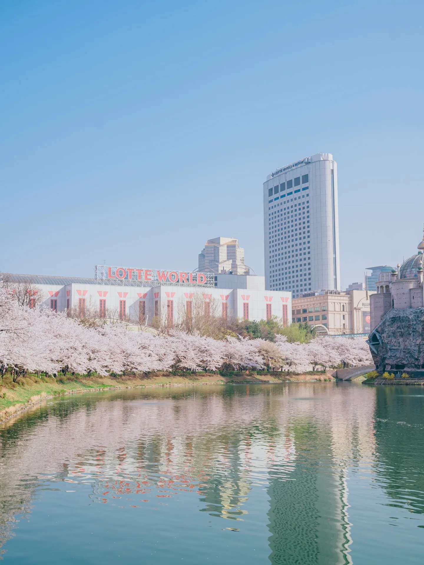 Lễ hội hoa anh đào hồ Seokchon 2026 – Khi nghệ thuật và ánh sáng "thắp sáng" mùa xuân Seoul