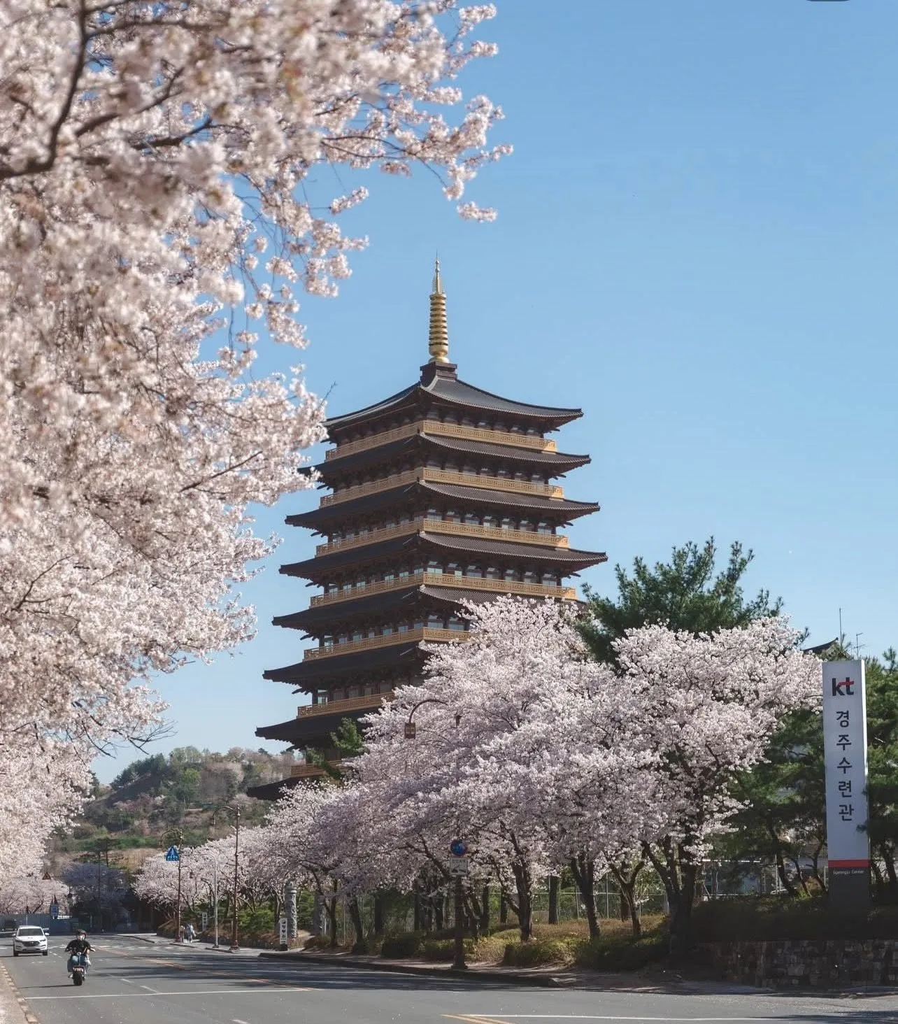 Khám phá Gyeongju - Khi cả cố đô nghìn năm "hòa mình" trong sắc hồng anh đào