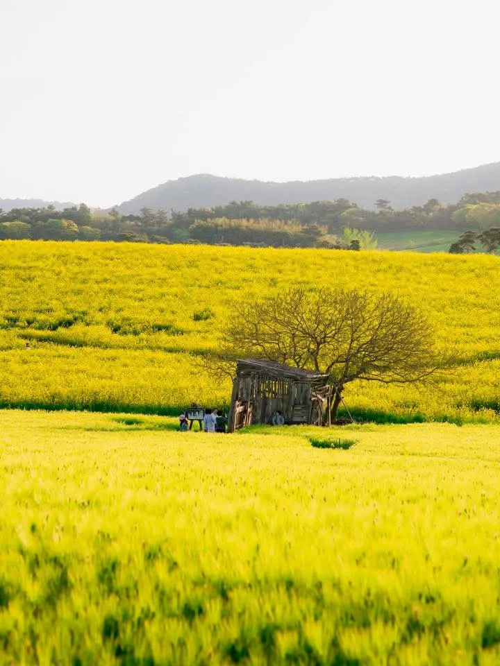 Neolpundeul Hagwon Farm - Bản giao hưởng lúa mạch xanh và hoa cải vàng tại Gochang