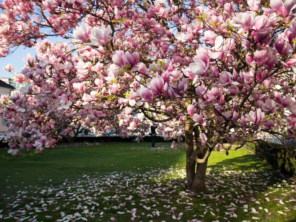 Hoa Mộc Lan: Sắc trắng thanh cao mở màn cho mùa xuân rực rỡ tại Gyeongnam trắng muốt ✨🌸