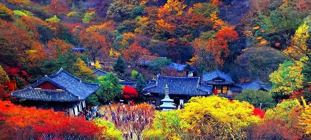 Một nửa Hàn Quốc có thể biến mất khi top 10 thành phố này đang đứng trước nguy cơ bị xóa sổ