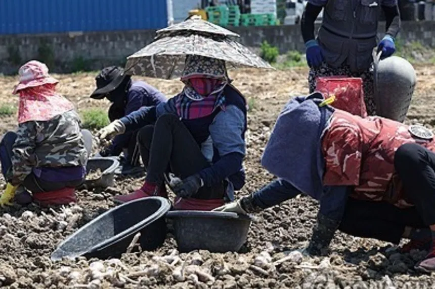 10 năm lao động thời vụ nước ngoài tại Hàn Quốc: “Cứu cánh” cho nông thôn thiếu nhân lực nhưng vẫn còn nhiều bất cập