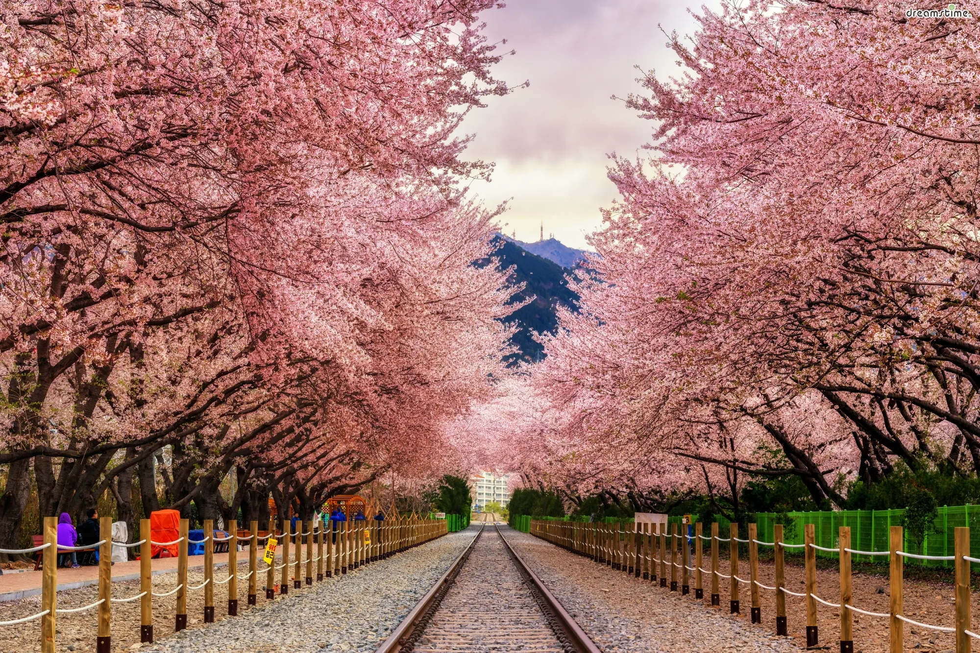 Lễ hội Hoa Anh Đào Quân Cảng Jinhae (진해군항제) – Tuyết hồng tháng 3 🌸