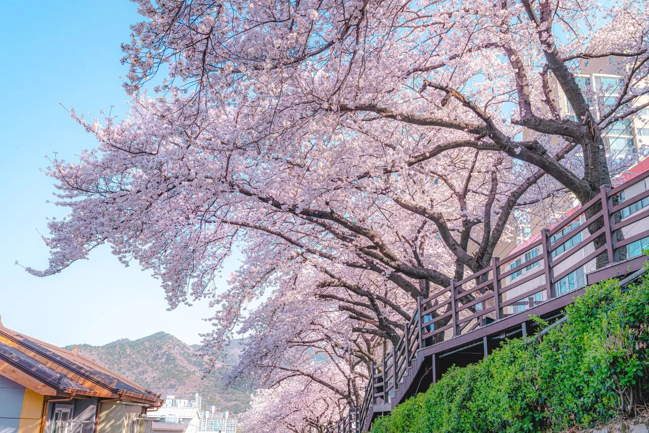 “Đẹp hơn cả Nhật Bản”: Khám phá con đường hoa anh đào Gaegeum tại Busan, điểm chụp ảnh mùa xuân cực hot