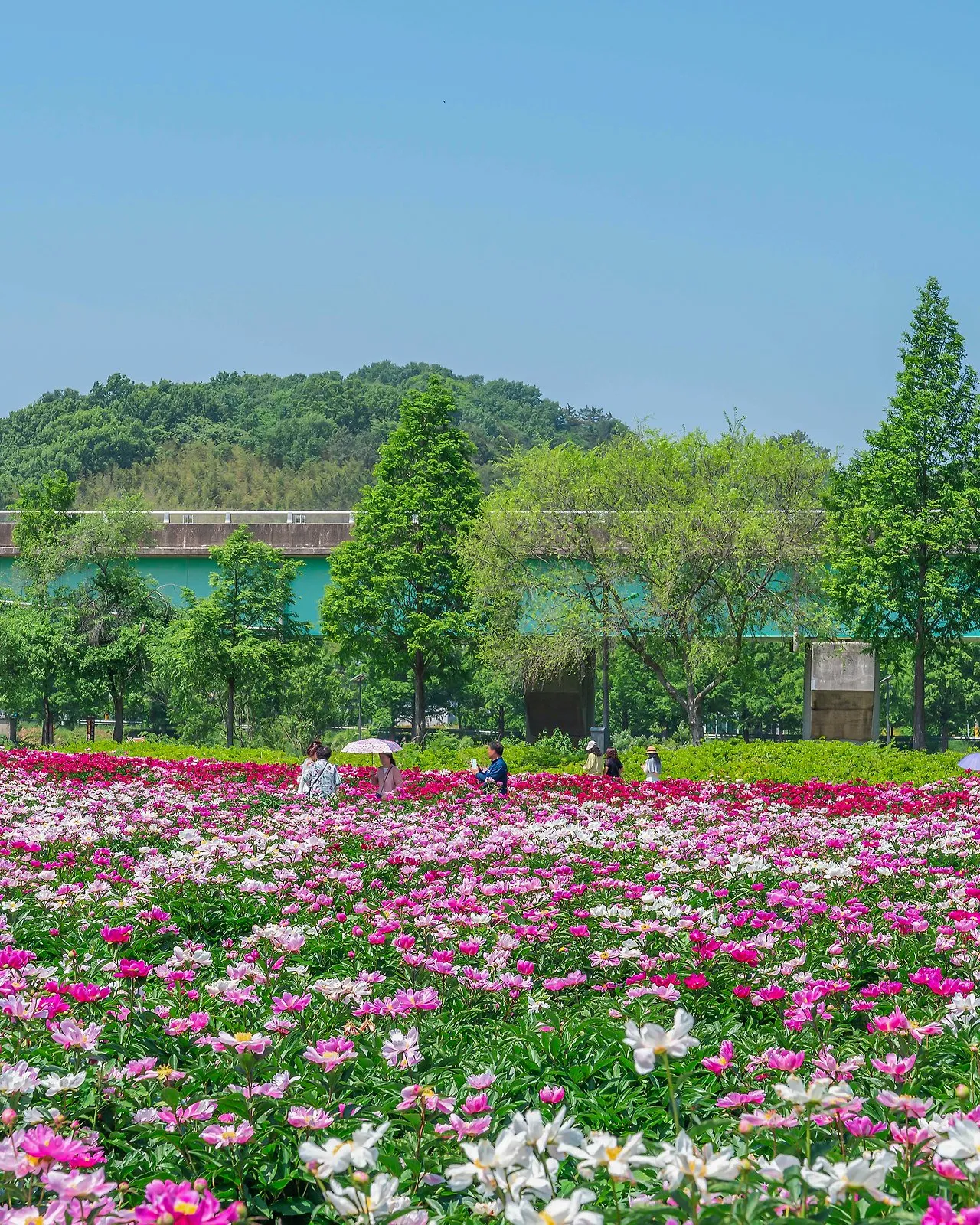 [Mùa hoa Hàn Quốc tháng 5] Dobong Seodang Gyeongju – Nét duyên dáng của hoa mẫu đơn thảo bên mái nhà Hanok cổ kính