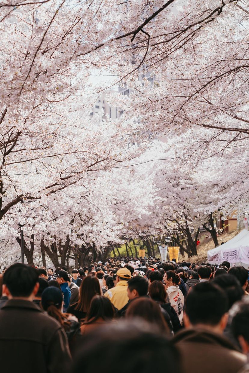 Đừng đi hồ Seokcho, rừng Seoul ngắm hoa anh đào nữa, thứ bạn thấy chỉ toàn là người thôi