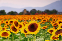Mùa hoa hướng dương nở rộ ở Gyeonggi