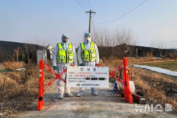 CẢNH BÁO LAN RỘNG CÚM GIA CẦM Ở HÀN QUỐC: PHÁT HIỆN CA H5 THỨ 16 TẠI TRANG TRẠI VỊT Ở NAJU