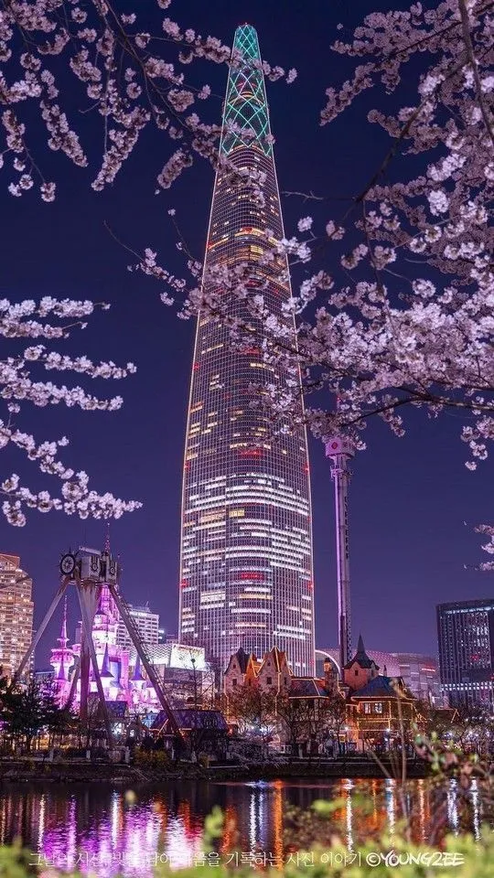 Hoa anh đào Hàn Quốc ở Hồ Seokchon đã nở rộ 100% - lễ hội hoa anh đào 2026 chính thức bắt đầu từ ngày mai!