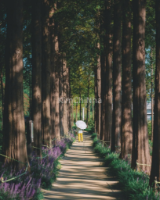 Haneul Park Seoul : Công viên bầu trời tuyệt đẹp với rừng metasequoia và hoàng hôn lãng mạn