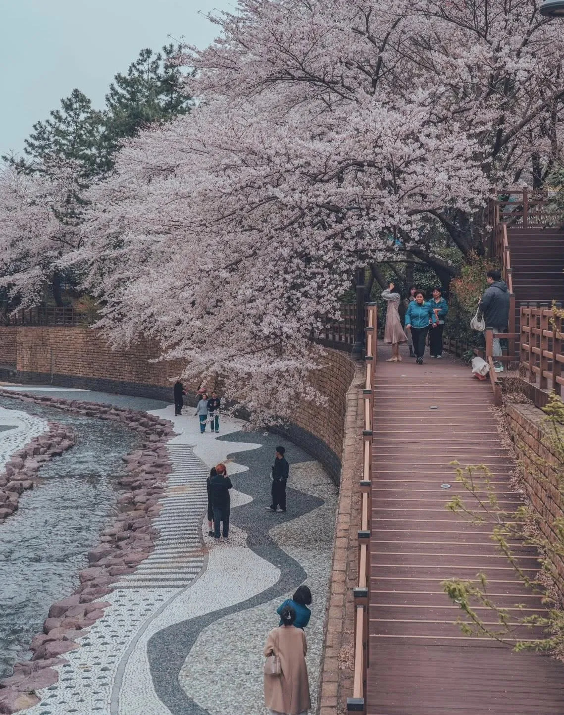 NGẮM HOA ANH ĐÀO TẠI MANDEOK – DEOKCHEONCHEON: "VIÊN NGỌC ẨN" GIỮA LÒNG BUSAN 🌸🎬