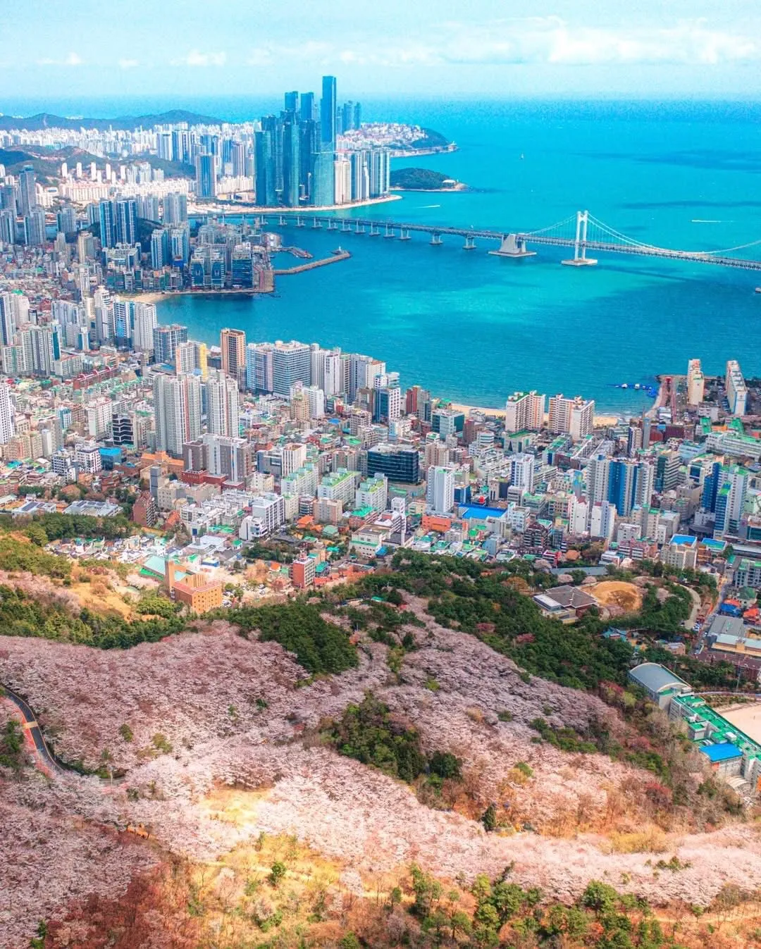 Busan mùa xuân: Bản tình ca nhẹ nhàng viết bằng những cánh hoa và sóng biển 🌸🌊