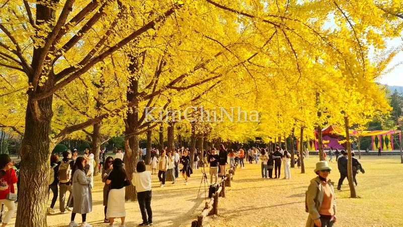 Top 10 địa điểm săn lá vàng rơi lãng mạn nhất Hàn Quốc: Thời gian địa điểm rõ ràng, xách ba lô lên và đi