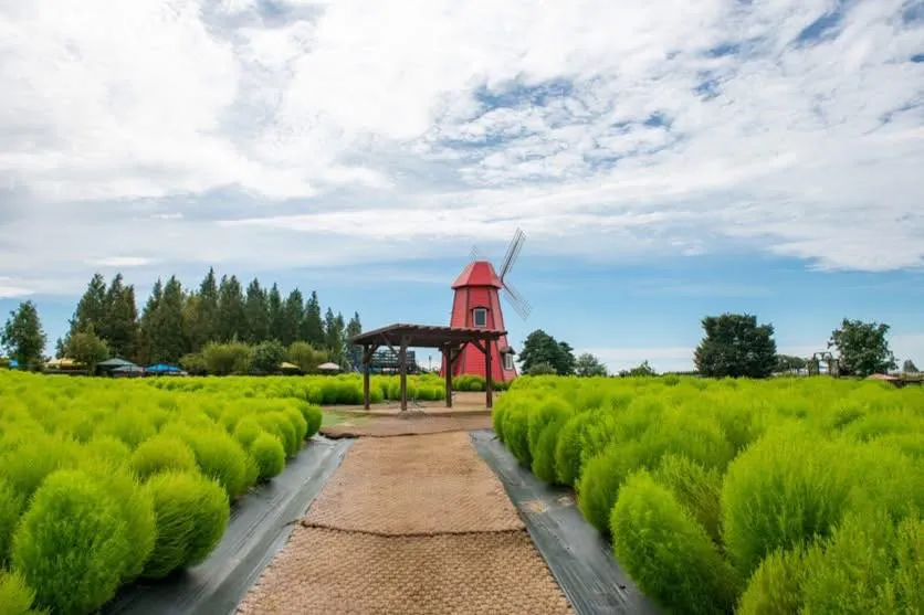 Anseong Farmland: Nông trại cổ tích và những cánh đồng hoa đẹp nhất tỉnh Gyeonggi 🌸🐑