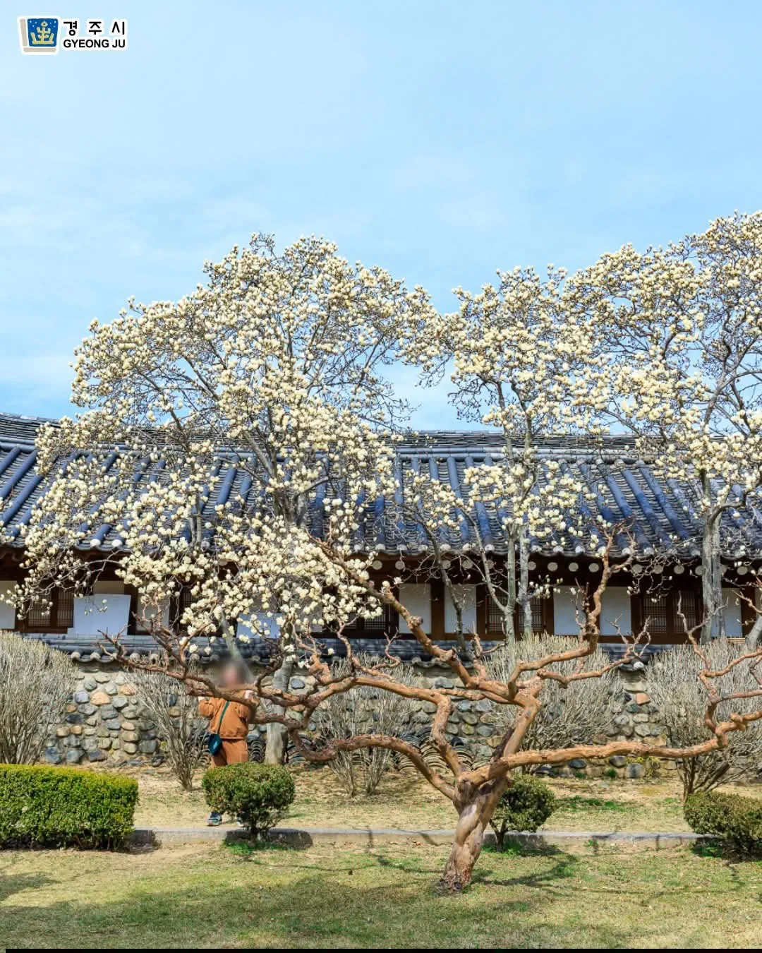 O-reung Gyeongju – Khi mùa xuân "chạm ngõ" bằng sắc mộc lan trắng muốt như mộng
