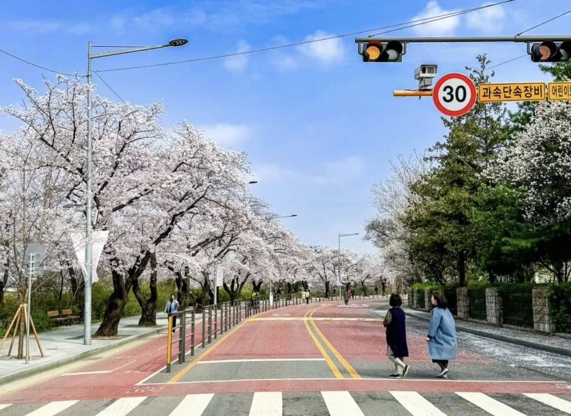 Lễ hội hoa anh đào Yeouido 2026 - Điểm hẹn rực rỡ nhất bên bờ sông Hàn