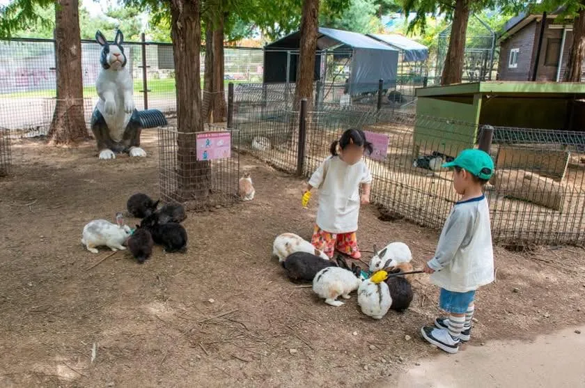 Anseong Farmland: Nông trại cổ tích và những cánh đồng hoa đẹp nhất tỉnh Gyeonggi 🌸🐑