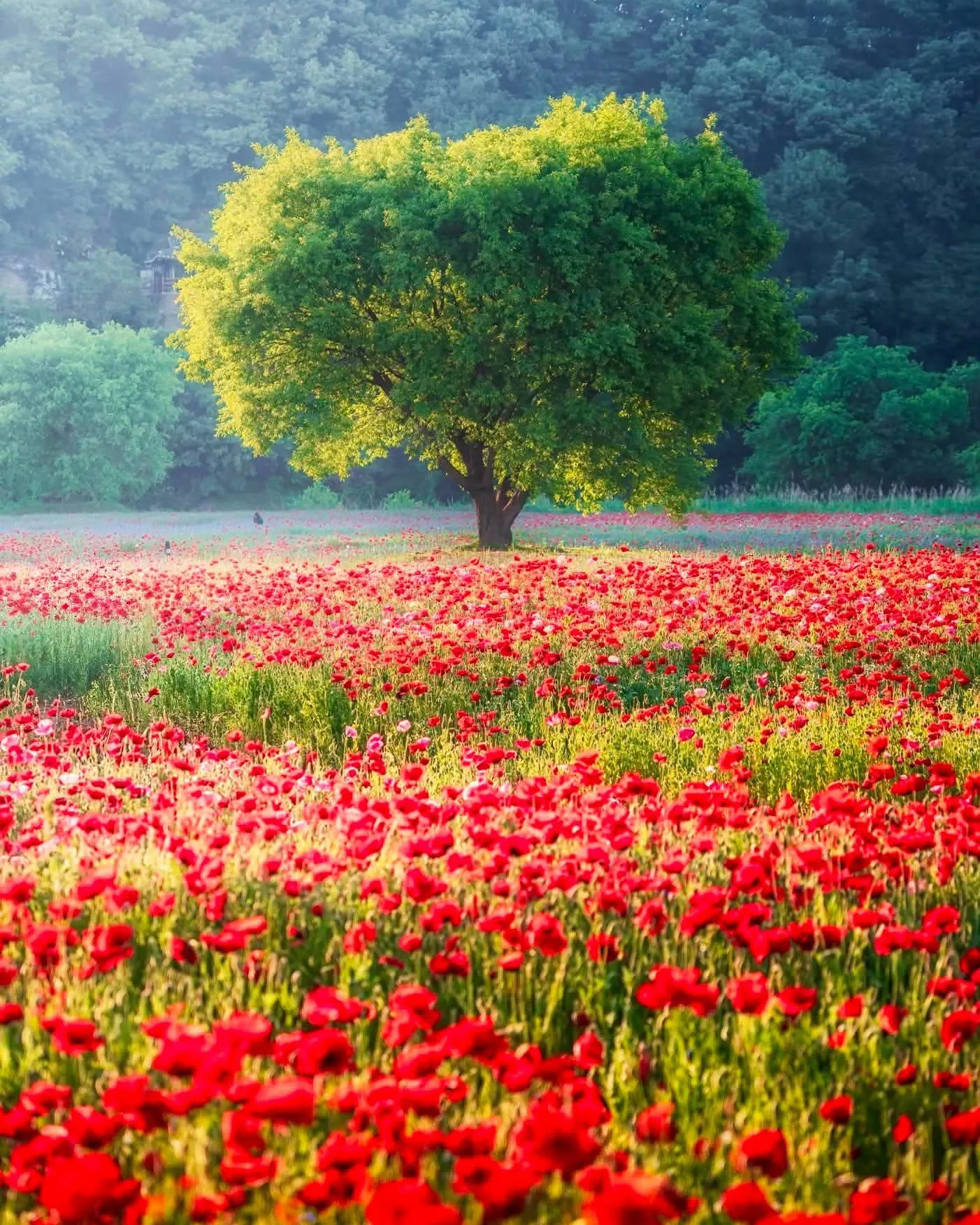 Haman Akyang Dukbanggil - Cung đường đê hoa Poppy rực rỡ sắc màu bên dòng sông Namgang 🌺
