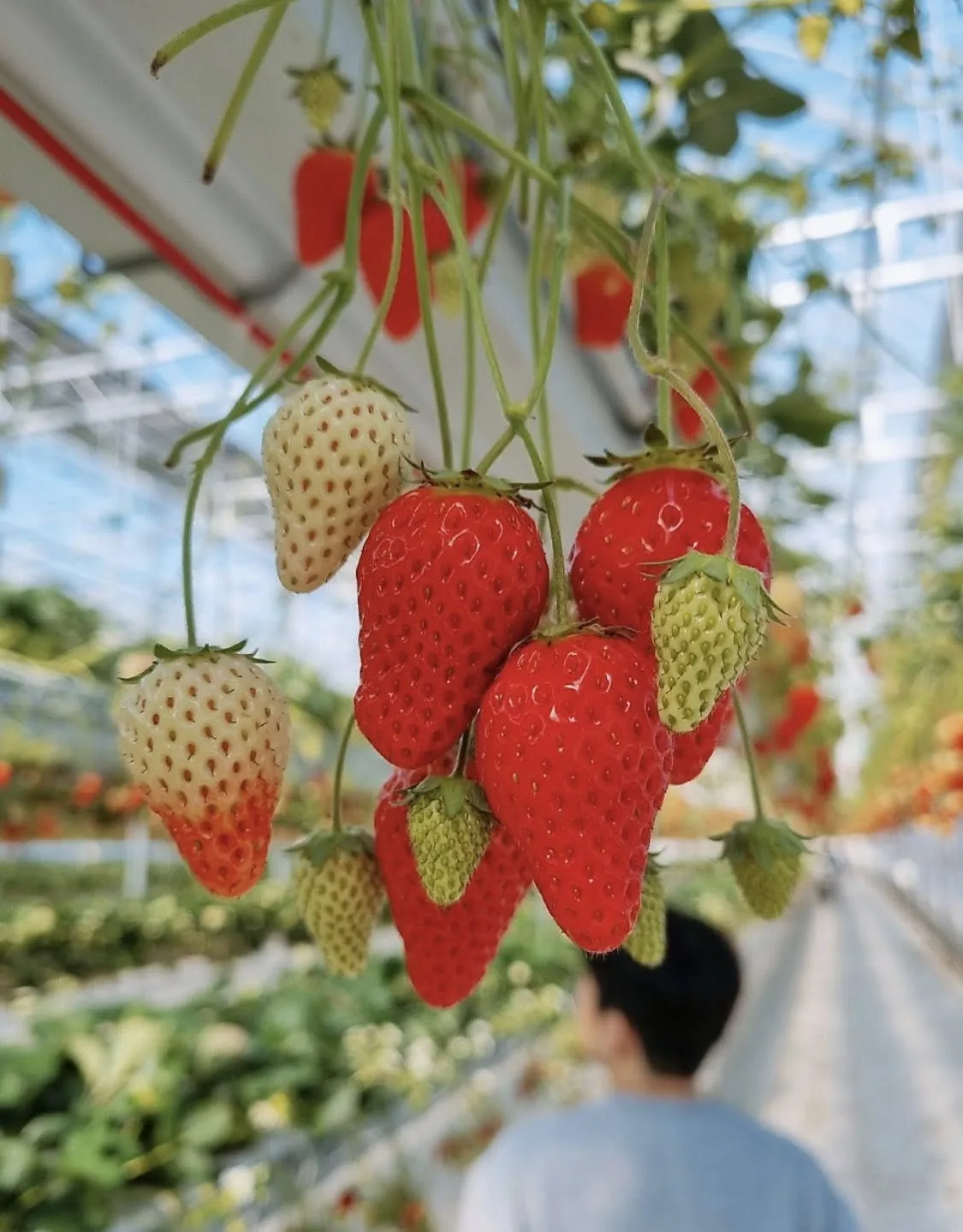 ĐI HÁI DÂU TÂY MÀ CỨ NGỠ LẠC VÀO STUDIO CHỤP HÌNH TẠI HWASEONG! 🍓