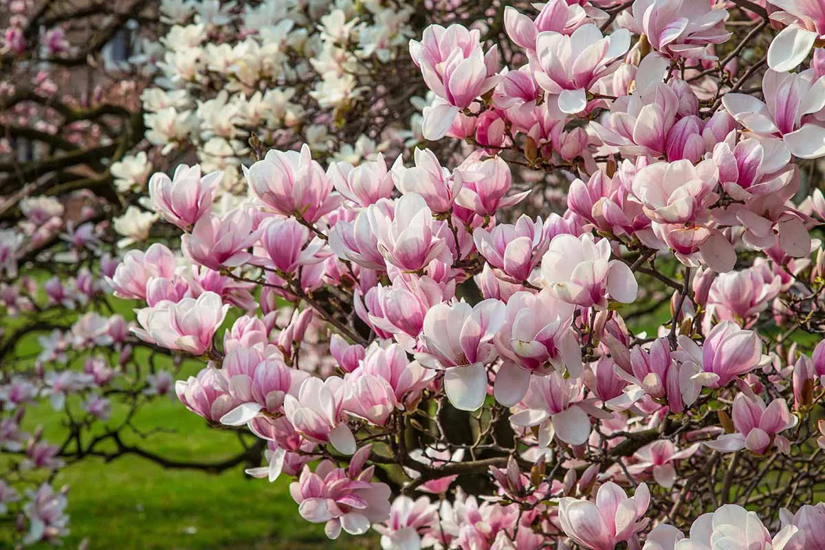 Hoa Mộc Lan: Sắc trắng thanh cao mở màn cho mùa xuân rực rỡ tại Gyeongnam trắng muốt ✨🌸
