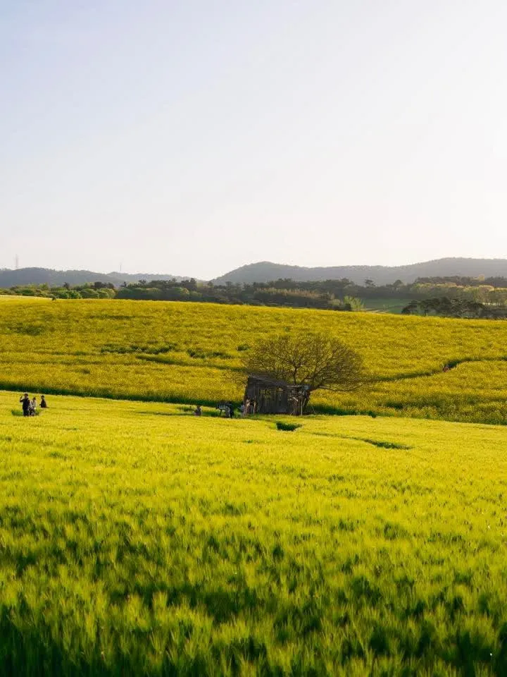 Neolpundeul Hagwon Farm - Bản giao hưởng lúa mạch xanh và hoa cải vàng tại Gochang