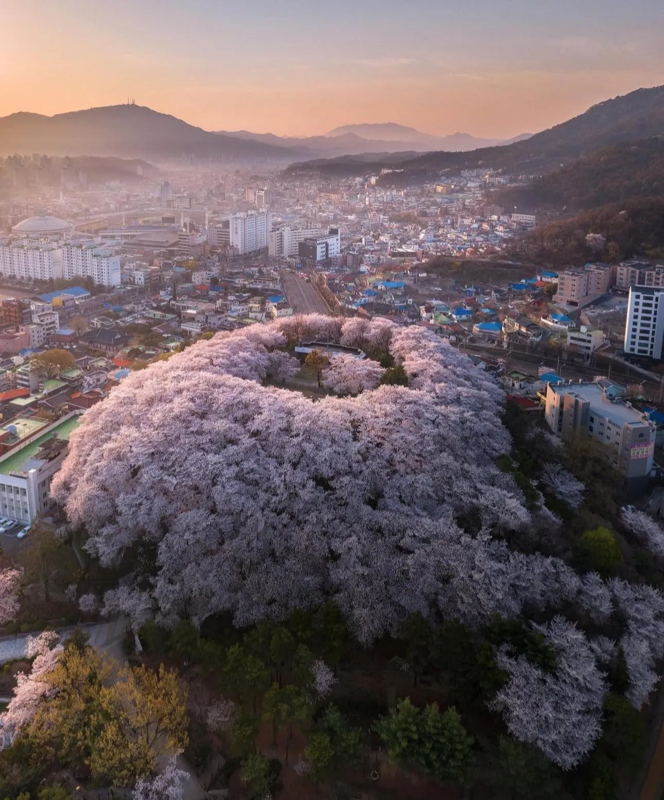 Công viên Temi – "ngọn đồi anh đào" rực rỡ không thể bỏ lỡ tại Daejeon