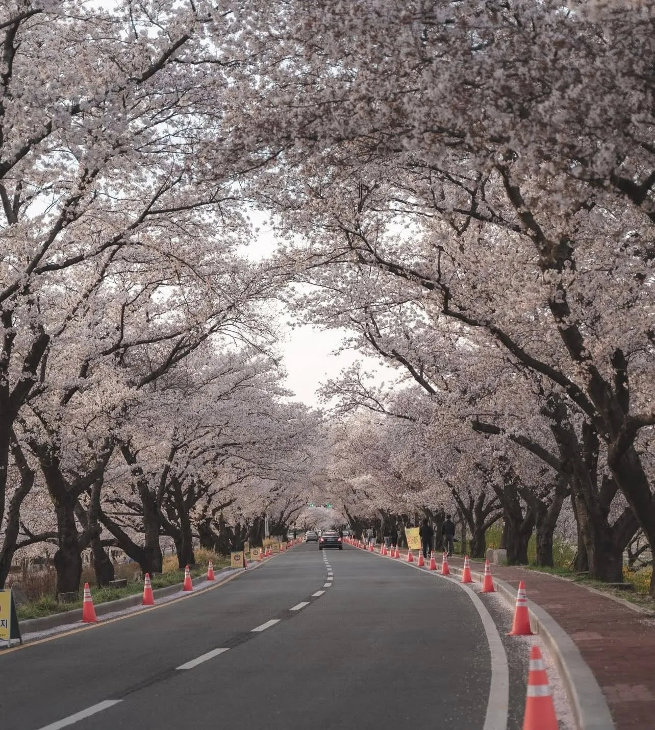 Khám phá Gyeongju - Khi cả cố đô nghìn năm "hòa mình" trong sắc hồng anh đào