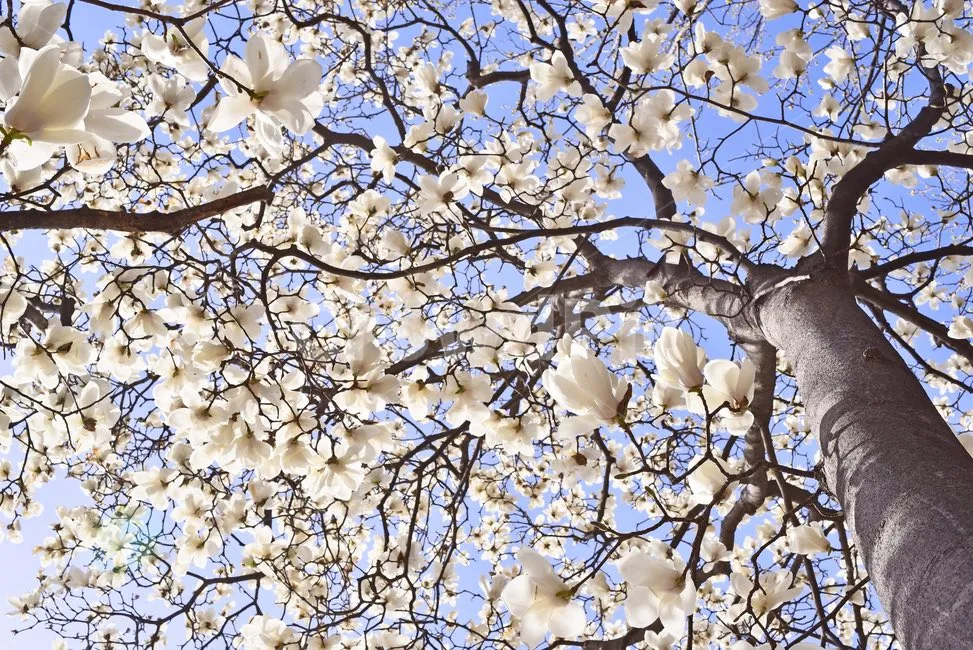 Hoa Mộc Lan: Sắc trắng thanh cao mở màn cho mùa xuân rực rỡ tại Gyeongnam trắng muốt ✨🌸
