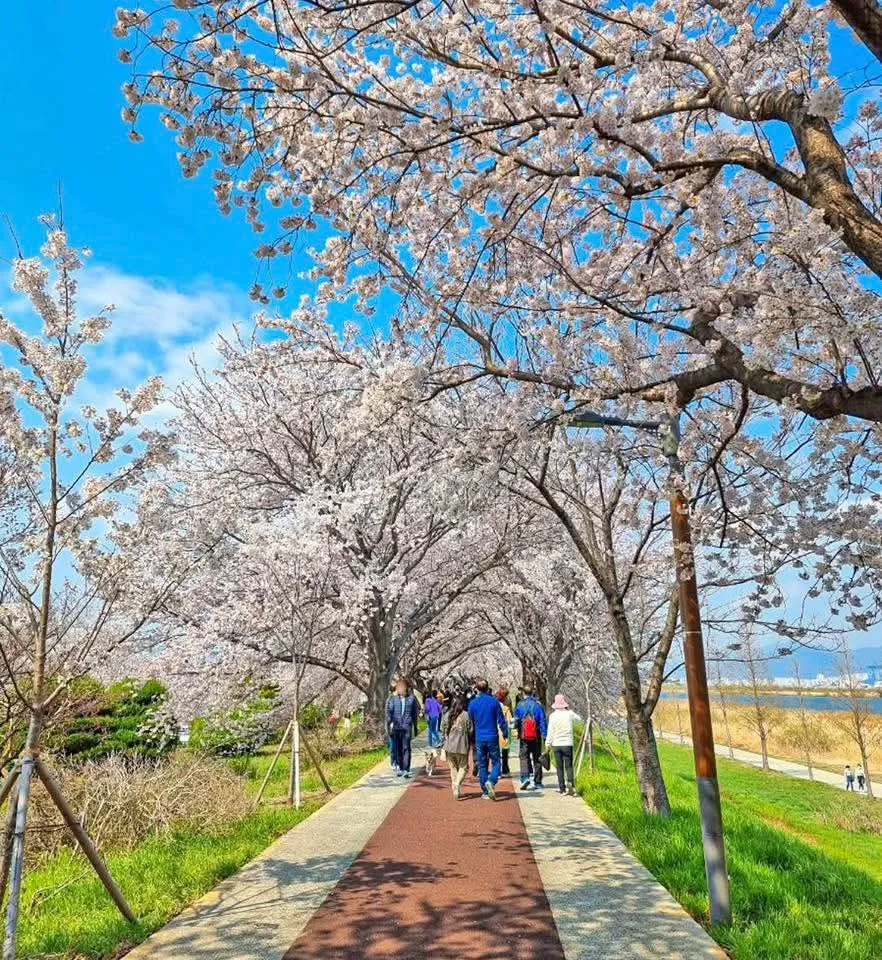 Ghé thăm lễ hội hoa Daejeo ecological park, dải lụa hoa anh đào soi bóng bên dòng sông Nakdong thơ mộng