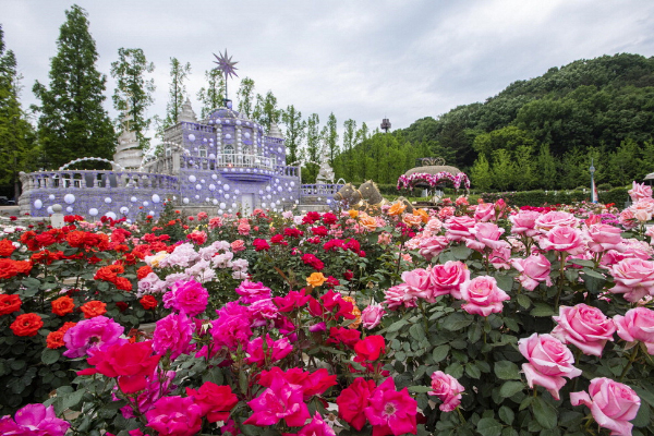 Lễ hội hoa hồng tại Everland sẽ khai mạc ngày 17 tháng 5 năm 2024