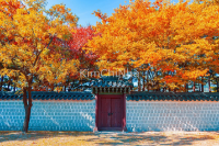 Mùa Thu Ở Incheon: Hành Trình Vàng Giữa Rừng Lá