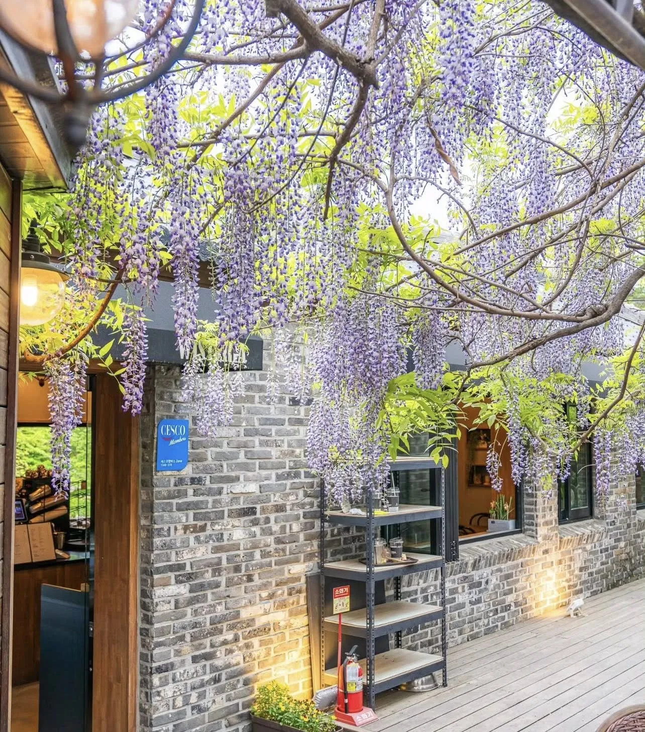 Fan Kimetsu no Yaiba lại Wisteria Cafe Namhansanseong check in "thác hoa" tử đằng tím biếc nè 💜✨☕