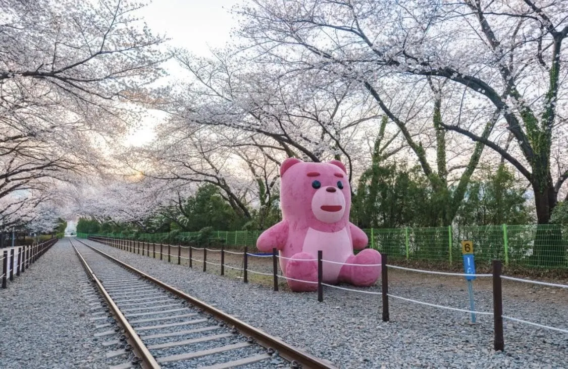 Jinhae Gunhangje - Lạc bước giữa lễ hội hoa anh đào lớn nhất hành tinh tại Changwon