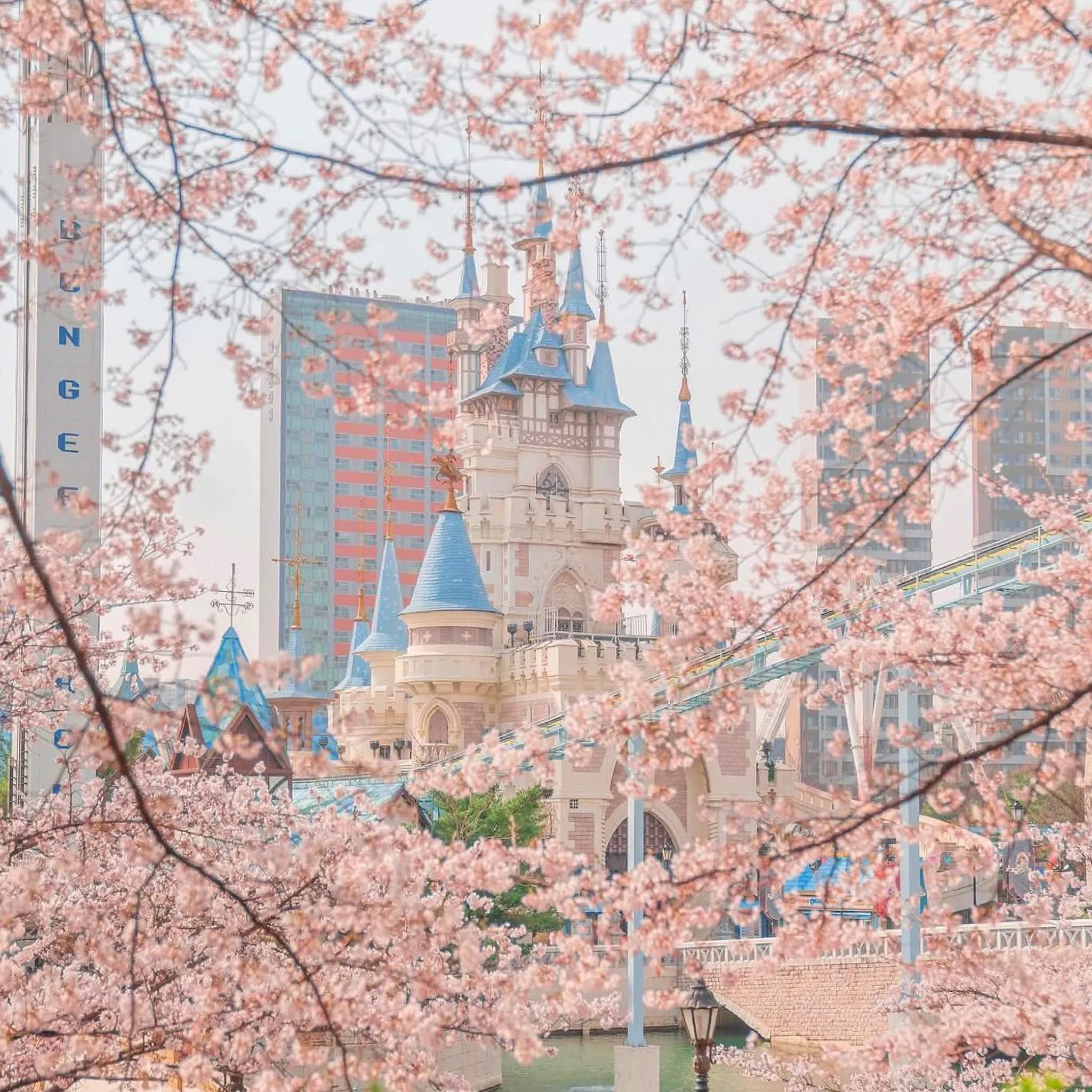 Seoul Hồng Rực: 11 Tọa Độ Ngắm Anh Đào "Đỉnh Của Chóp" Cho Chuyến Du Xuân 2026 Theo Metro Trip ✨🇰🇷