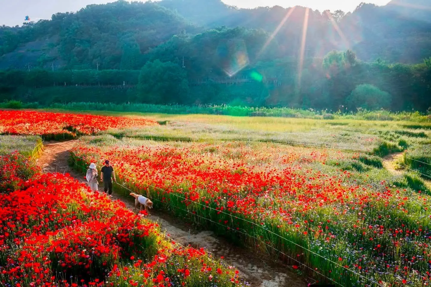 Haman Akyang Dukbanggil - Cung đường đê hoa Poppy rực rỡ sắc màu bên dòng sông Namgang 🌺